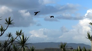 2015.2.1 Black Cockatoos, Sapphire Beach, NSW, Australia-001   
